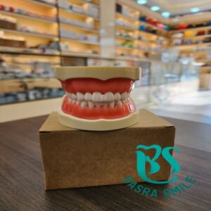 Dental model